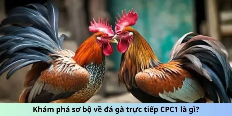 Khám phá sơ bộ về đá gà trực tiếp cpc1 là gì