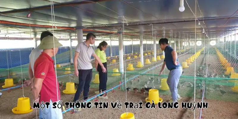 Một số thông tin về trại gà Long Huỳnh