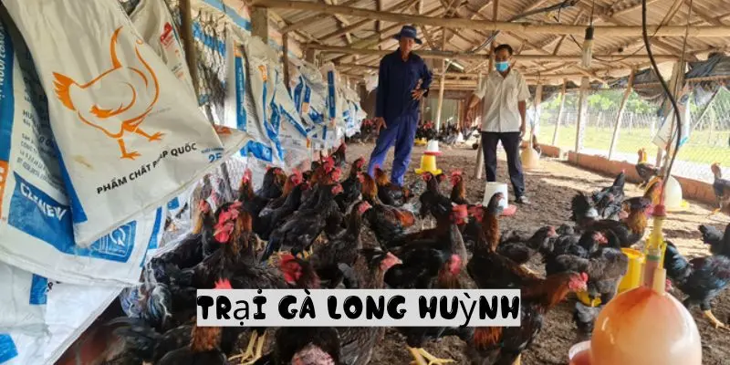 Trại Gà Long Huỳnh – Bí Quyết Nuôi Gà Chất Lượng Cao