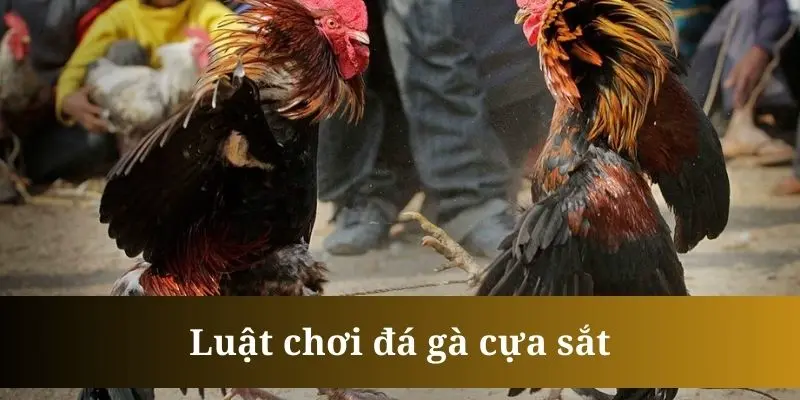 Chiến kê tham gia đá gà cựa sắt luôn cần có sự chăm sóc kỹ lưỡng