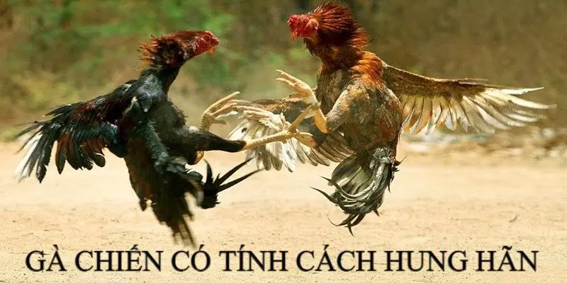 Gà chọi có tính cách hung hãn, máu chiến