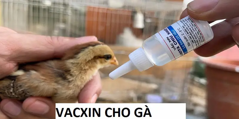 Vacxin Cho Gà: Cách Tiêm Và Những Lưu Ý Quan Trọng Nên Biết